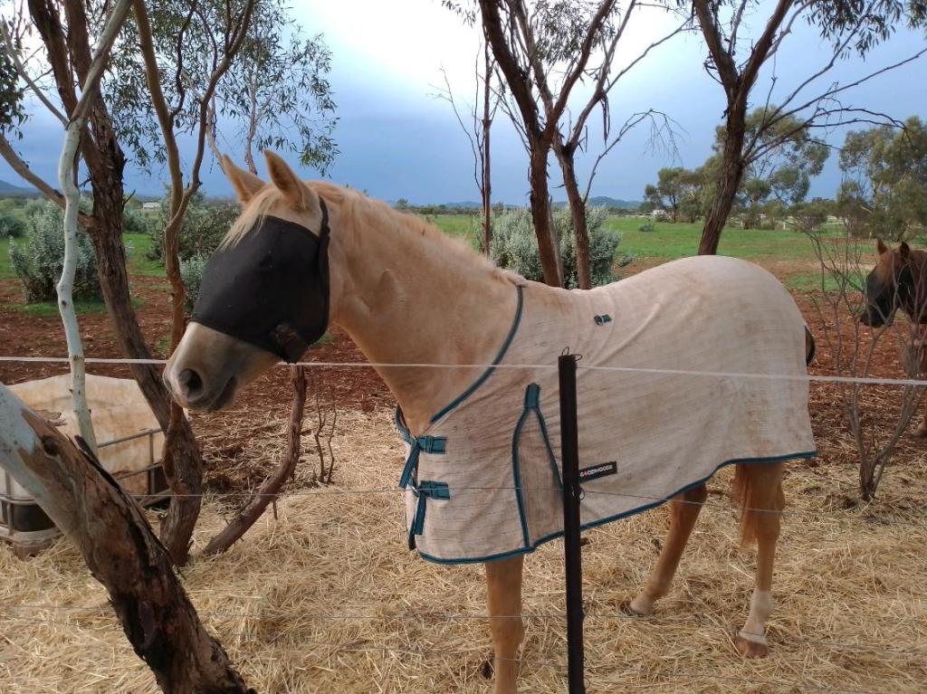 68 Freebairn Rd, Quorn, SA 5433