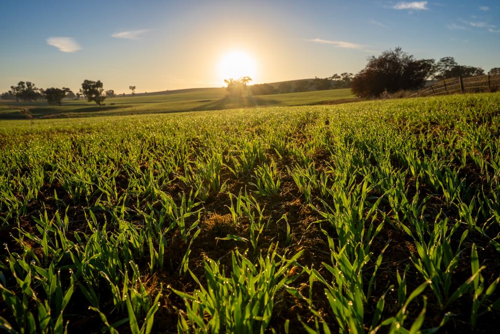 1629 Darby Falls Rd, Cowra, NSW 2794