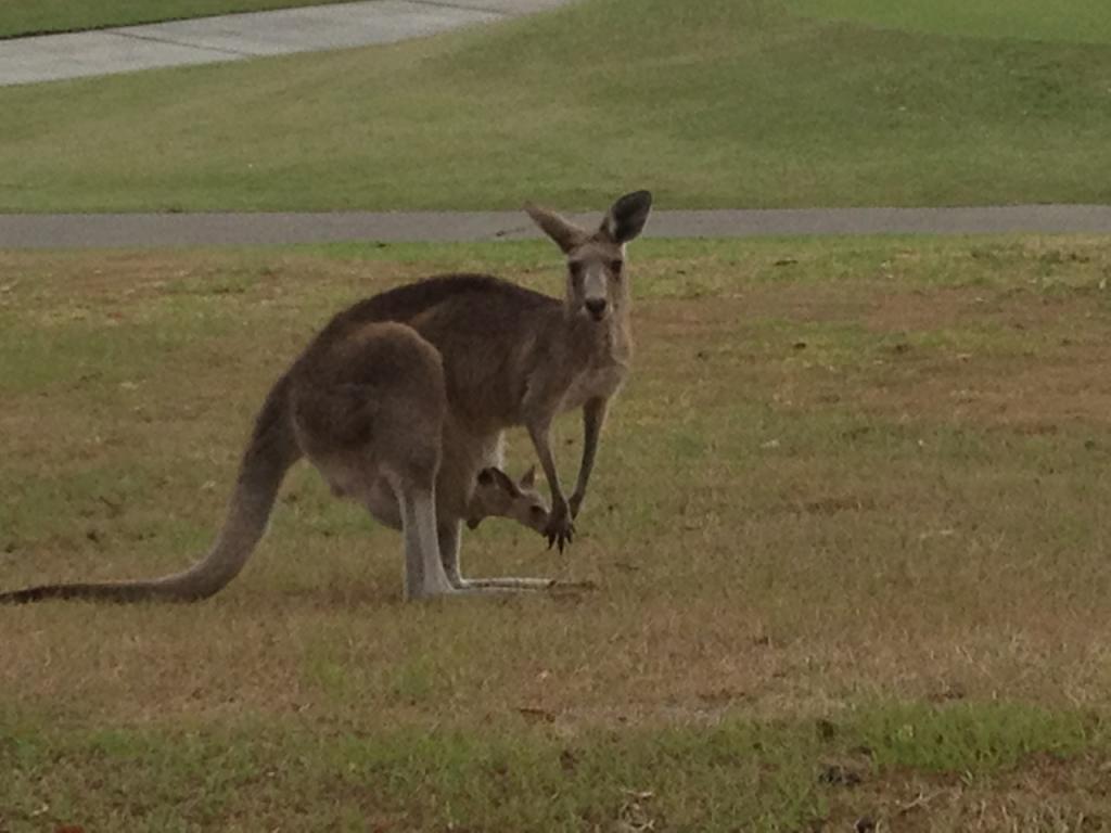 Contact Agent For Address, Hope Island, QLD 4212