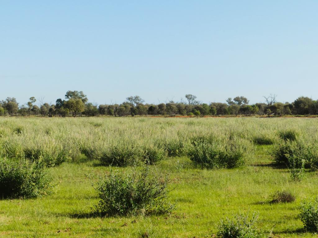 'Wyuna & Neverfail'/5643 Pitherty Rd, Eulo, QLD 4491