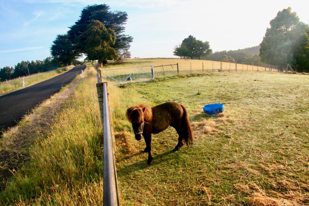 470 Allison Rd, North Motton, TAS 7315