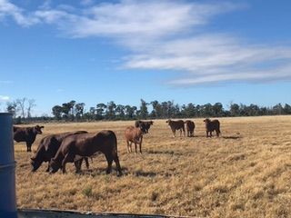 Contact Agent For Address, Goondiwindi, QLD 4390