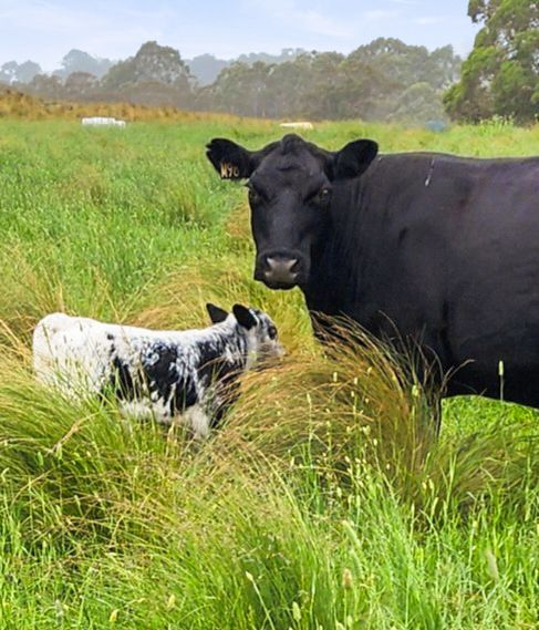 148 Ferndale Rd, Coolumbooka, NSW 2632