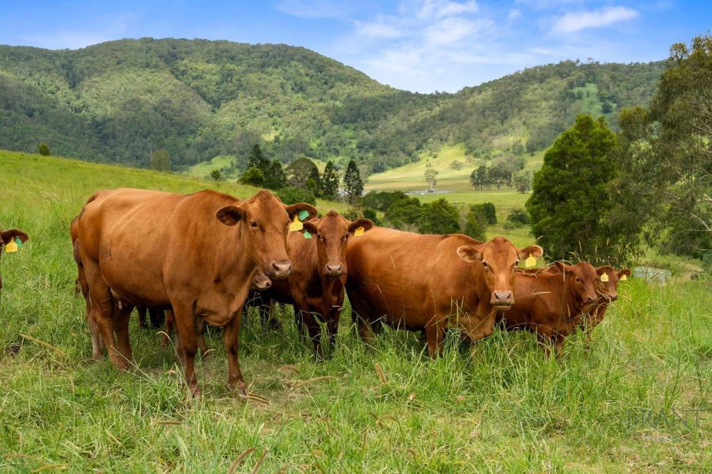 380 Eastern Mary River Rd, Conondale, QLD 4552