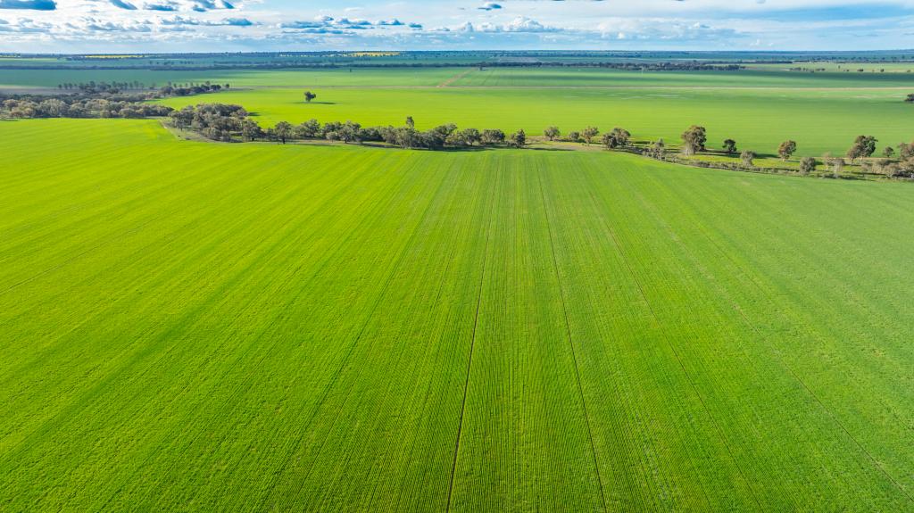 1250 BARRACLUFFS RD, BIDGEEMIA, NSW 2642