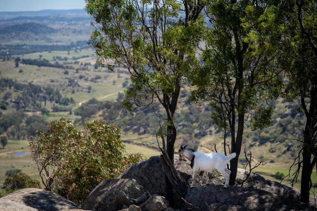 'Nirvana'/19 Springvale Rd, Wyangala, NSW 2808