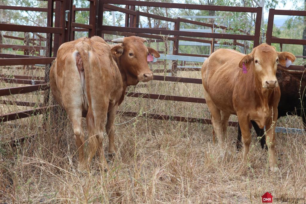 LOT 161 LITTLE REIDS CREEK RD, MOUNT PERRY, QLD 4671