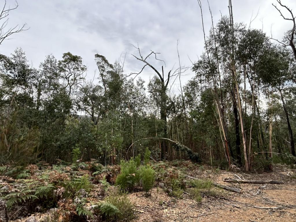 Lot 22 Dp Wattlegrove Rd, Cobargo, NSW 2550