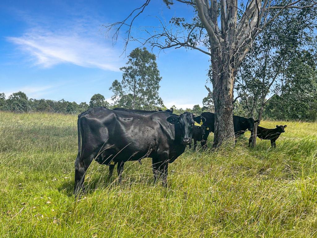 Lot 119 Ellangowan Myrtle Creek Rd, Ellangowan, NSW 2470