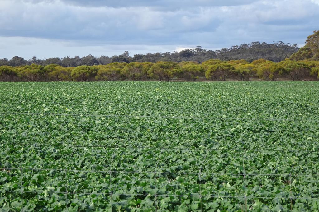 Grout Rd, Cuballing, WA 6311