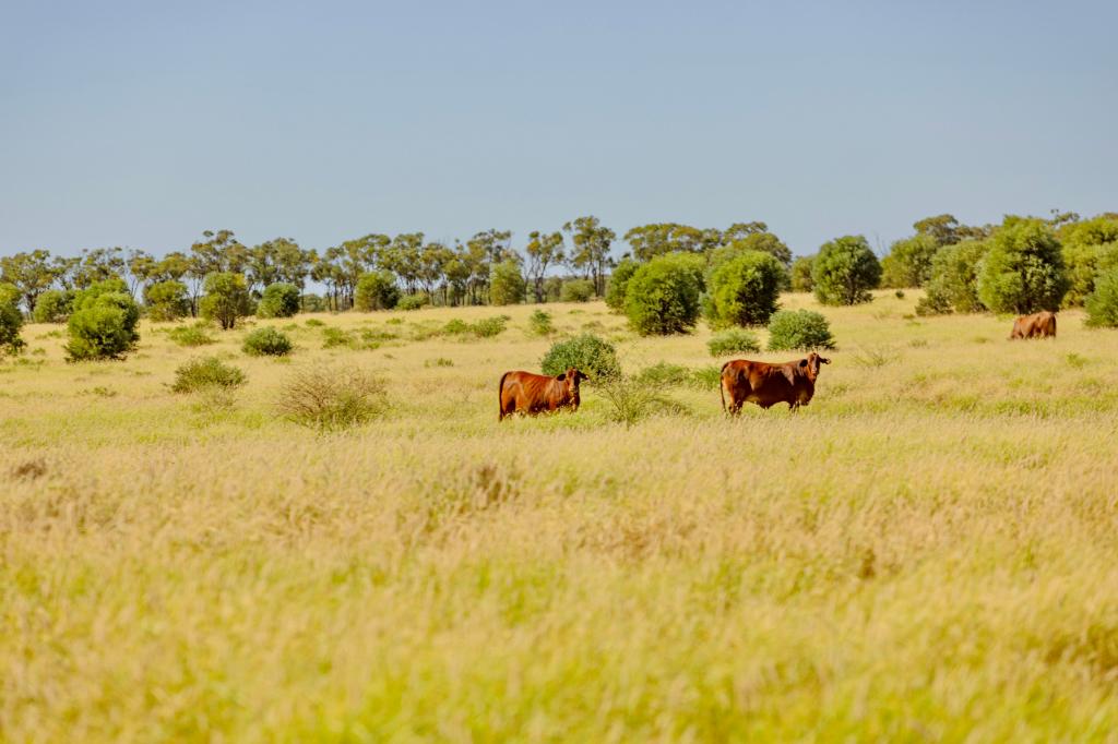 6735 Adavale Rd, Blackall, QLD 4472