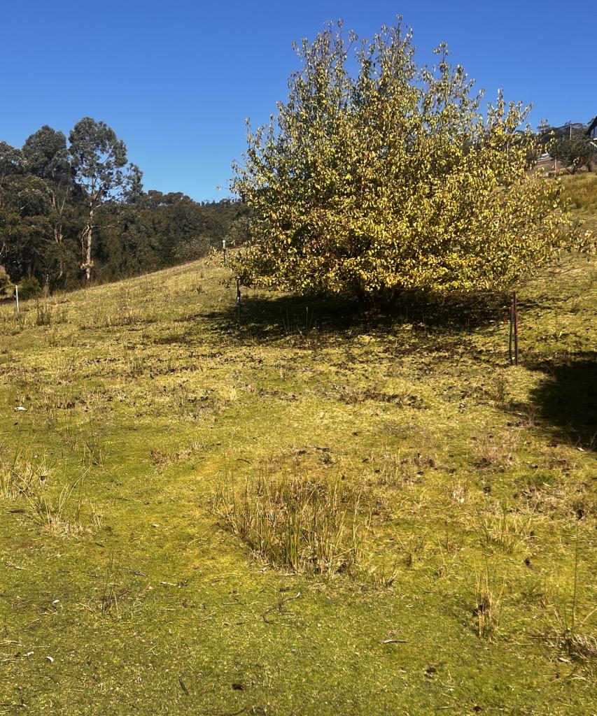 Lot 9 Banksia Ave, Sisters Beach, TAS 7321
