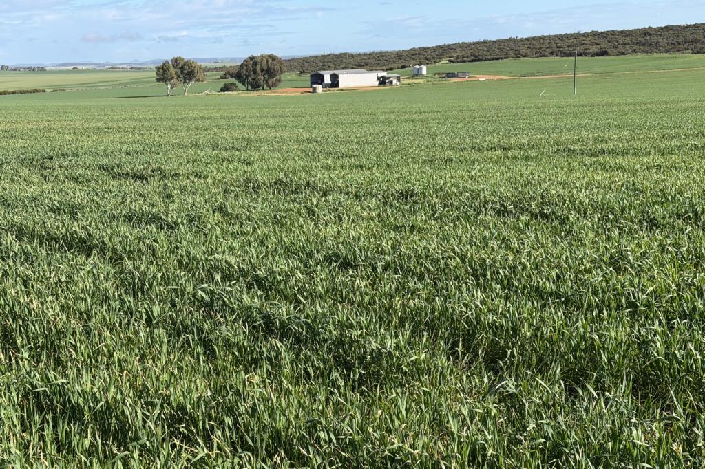 LOT 9683 WALKAWAY-NANGETTY RD, ELLENDALE, WA 6532