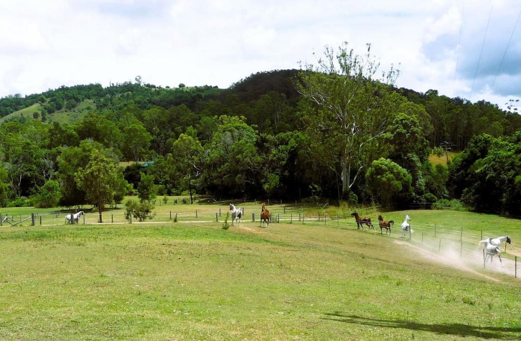 451 Coles Creek Rd, Cooran, QLD 4569