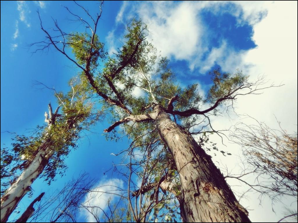 Lot 99/22 Violet Rd, Millmerran Downs, QLD 4357