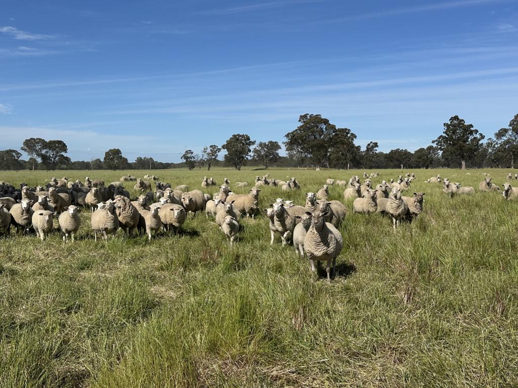 . O'Keeffe Rd, Culcairn, NSW 2660