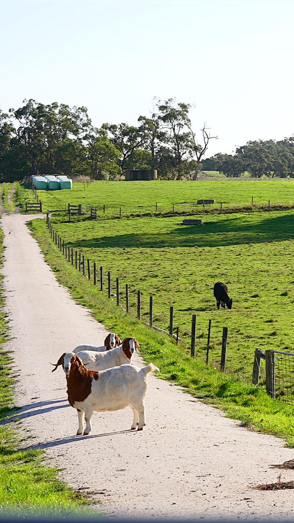 35 Whitelaws Trk, Leongatha South, VIC 3953