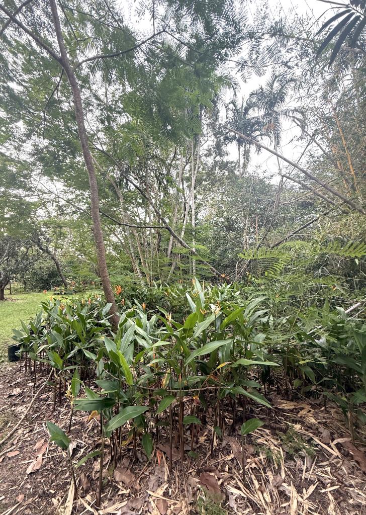 35 Cypress Rd, Humpty Doo, NT 0836