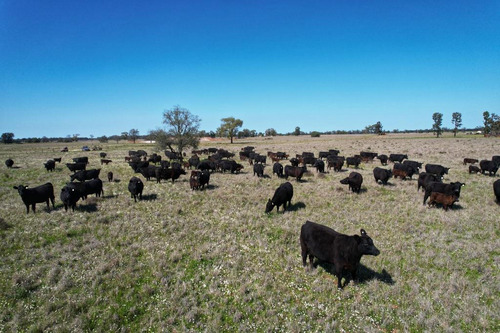 5778 Dandaloo Rd, Dandaloo, NSW 2823