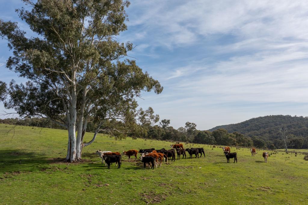 528 Gundowda Rd, Hargraves, NSW 2850