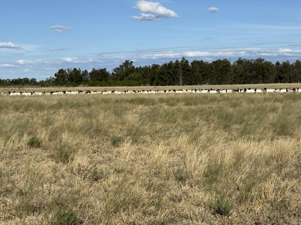 31850 Cunningham Hwy, Goondiwindi, QLD 4390