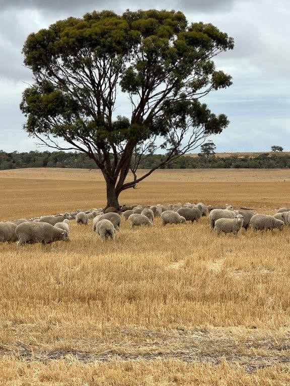 1105 Coorow-Greenhead Road, Coorow, WA 6515