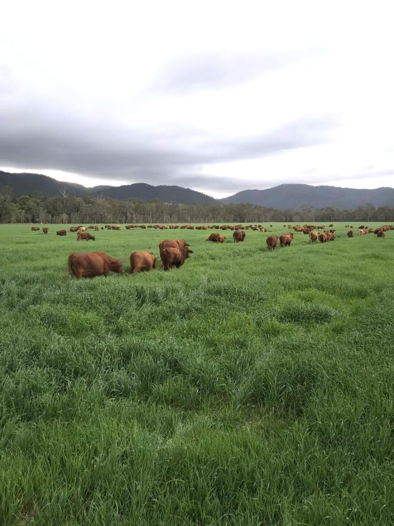 Contact Agent For Address, Atherton, QLD 4883