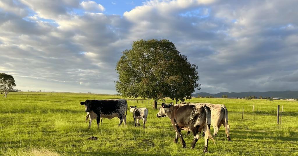 307 Silverleaves Rd, Mount Beppo, QLD 4313