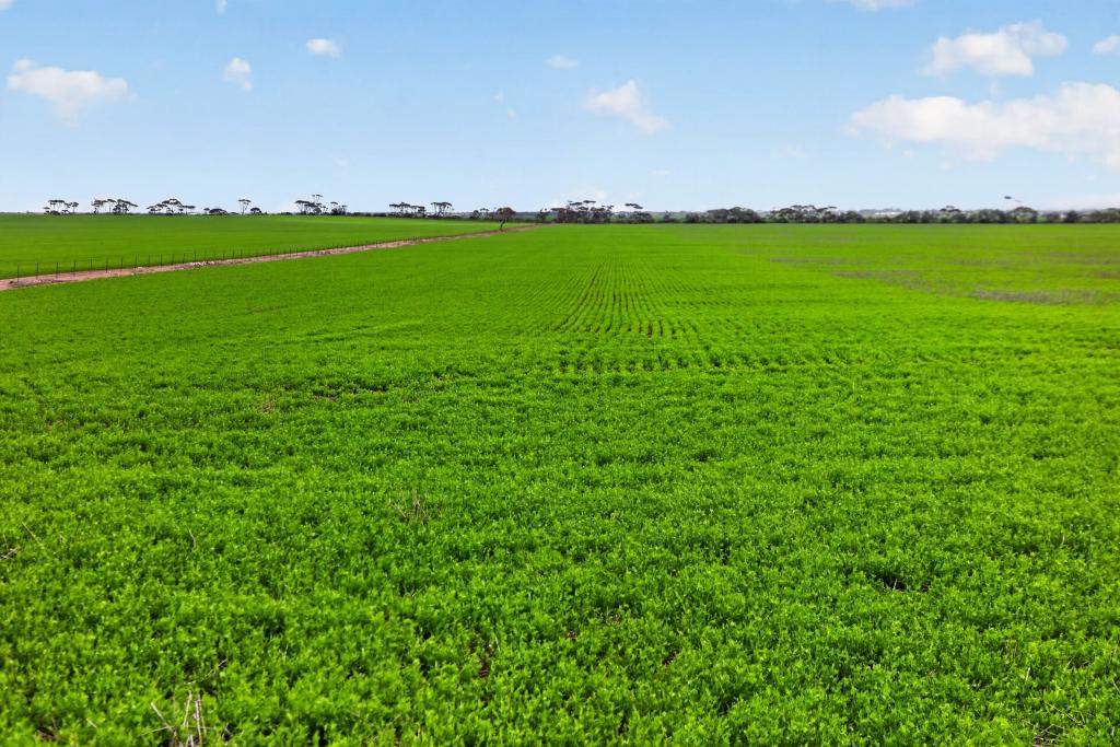 'Shepherds' Thomas Plains Rd, Thrington, SA 5552