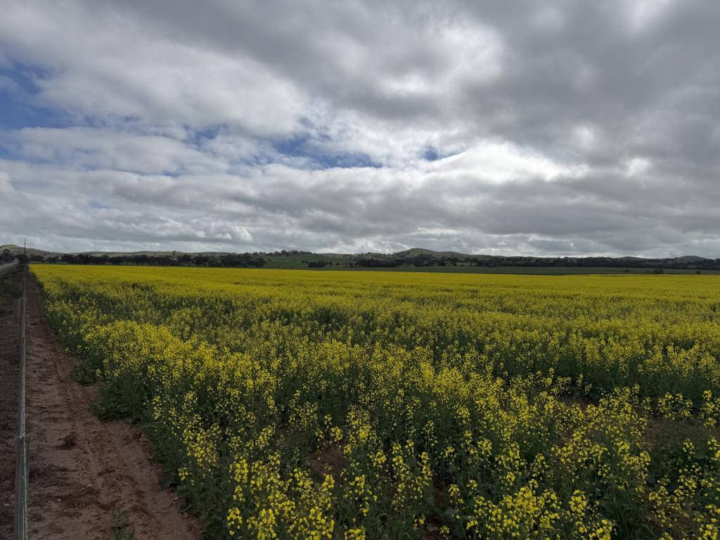 Lot 25 Brownlow Rd, Neales Flat, SA 5374