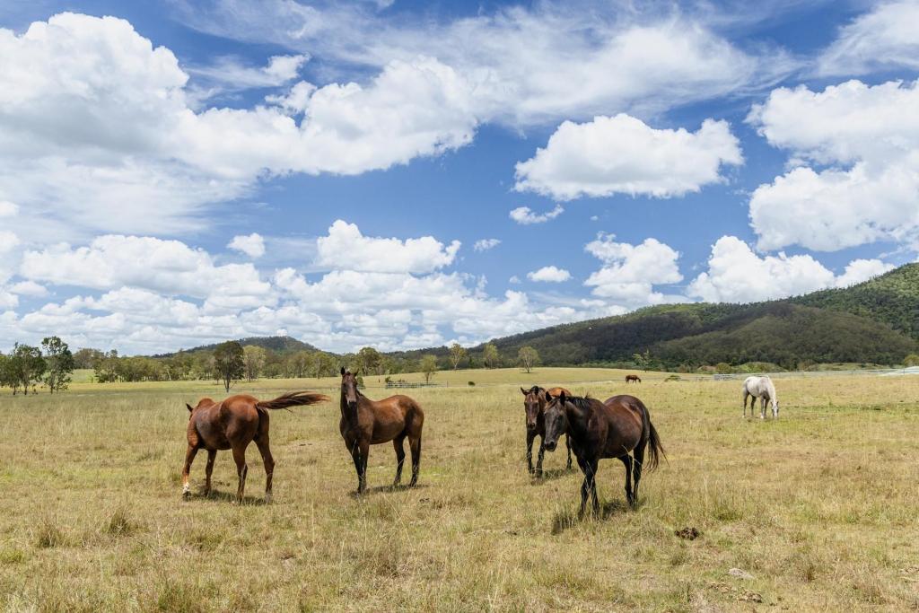 449 Little Widgee Rd, Widgee, QLD 4570