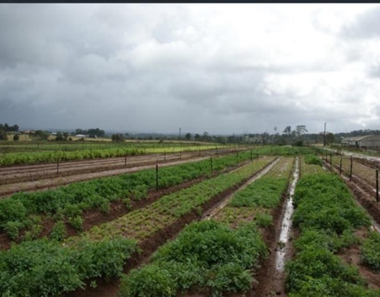 Contact Agent For Address, Ellis Lane, NSW 2570