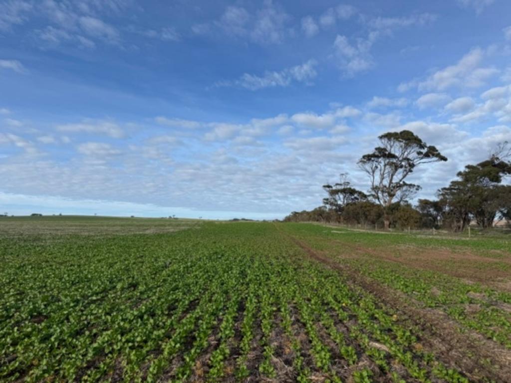 430 Fitzgerald Rd, Cockaleechie, SA 5631