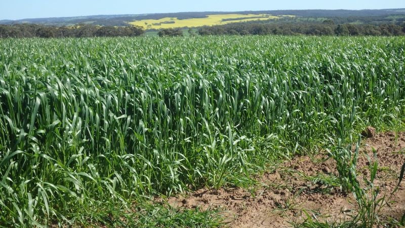 265 YENART RD, NEW NORCIA, WA 6509