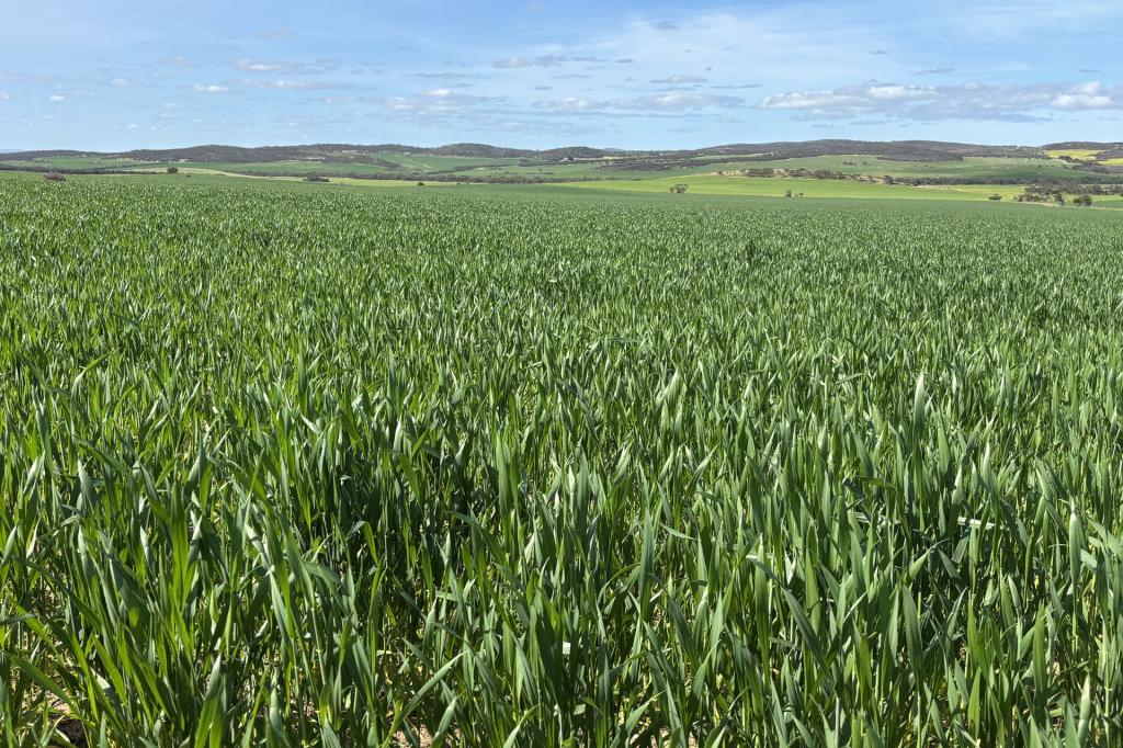 Lot 92 Pollies Plain Rd, Miltalie, SA 5602