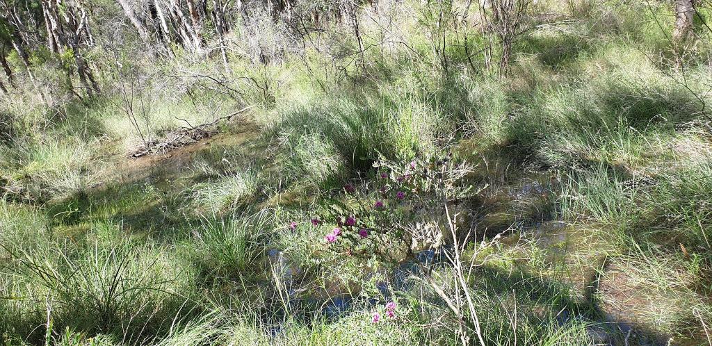 28 Cypress Ave, Millmerran Woods, QLD 4357