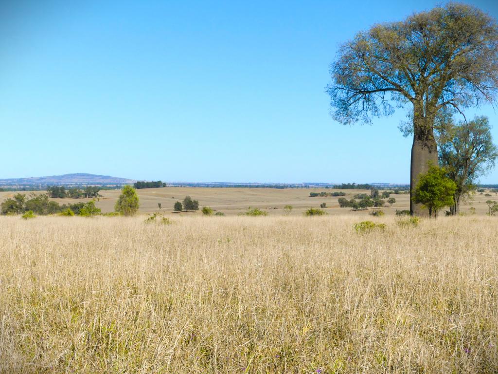 'BRACCO' ORALLO RD, ROMA, QLD 4455