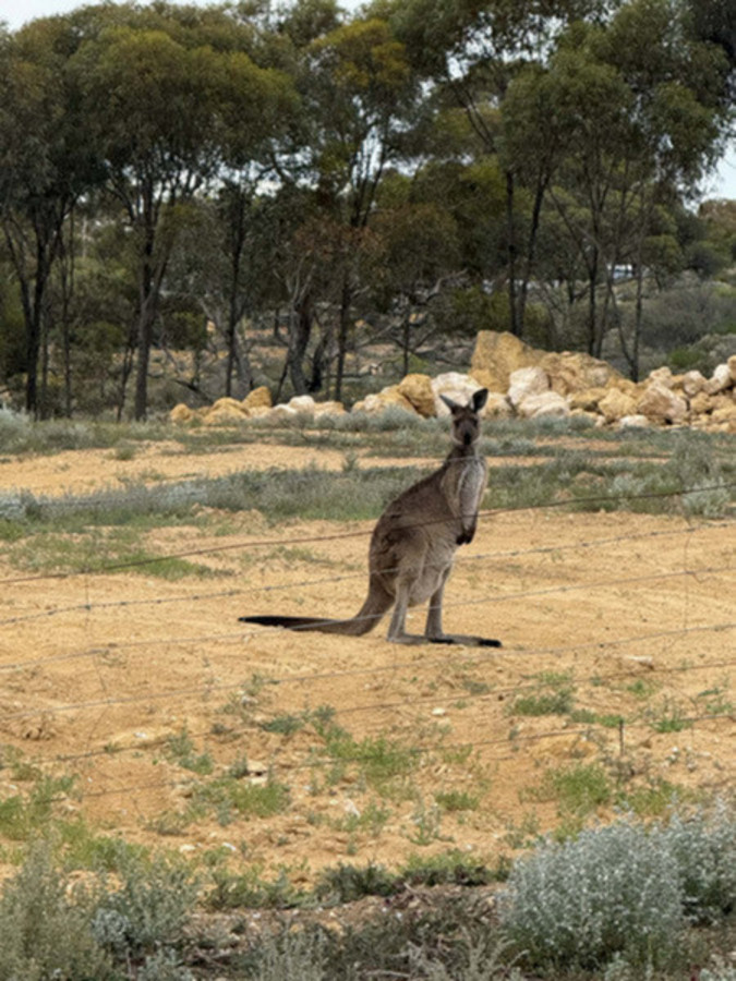 Lot 21 South Tce, Blanchetown, SA 5357