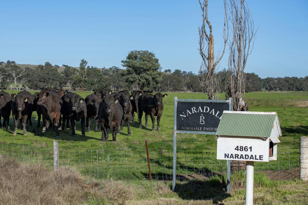 4861 COONABARABRAN RD, COONABARABRAN, NSW 2357