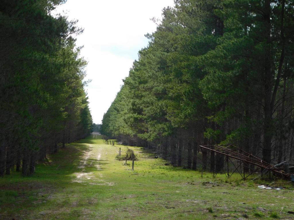 Lot 8 Bangham Rd, Bangham, SA 5268