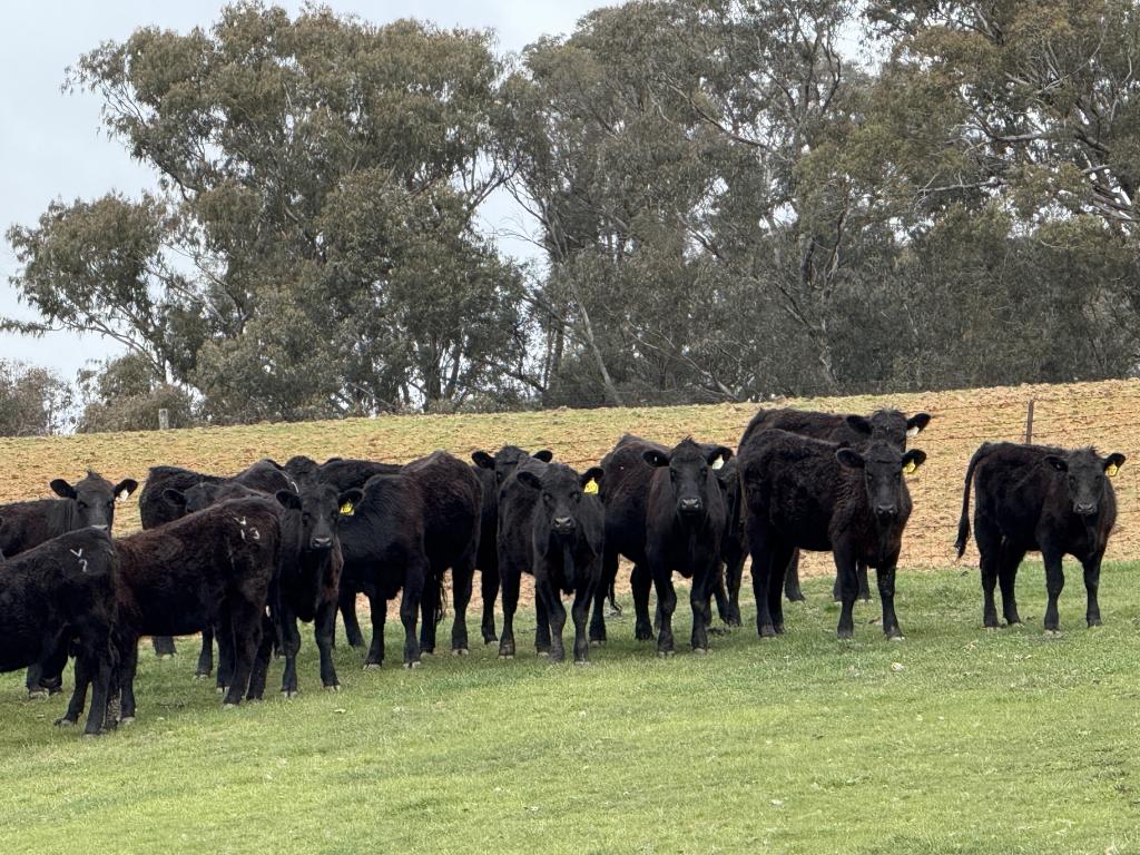 Lot 13 Rosewood Hills Rd, Tumbarumba, NSW 2653