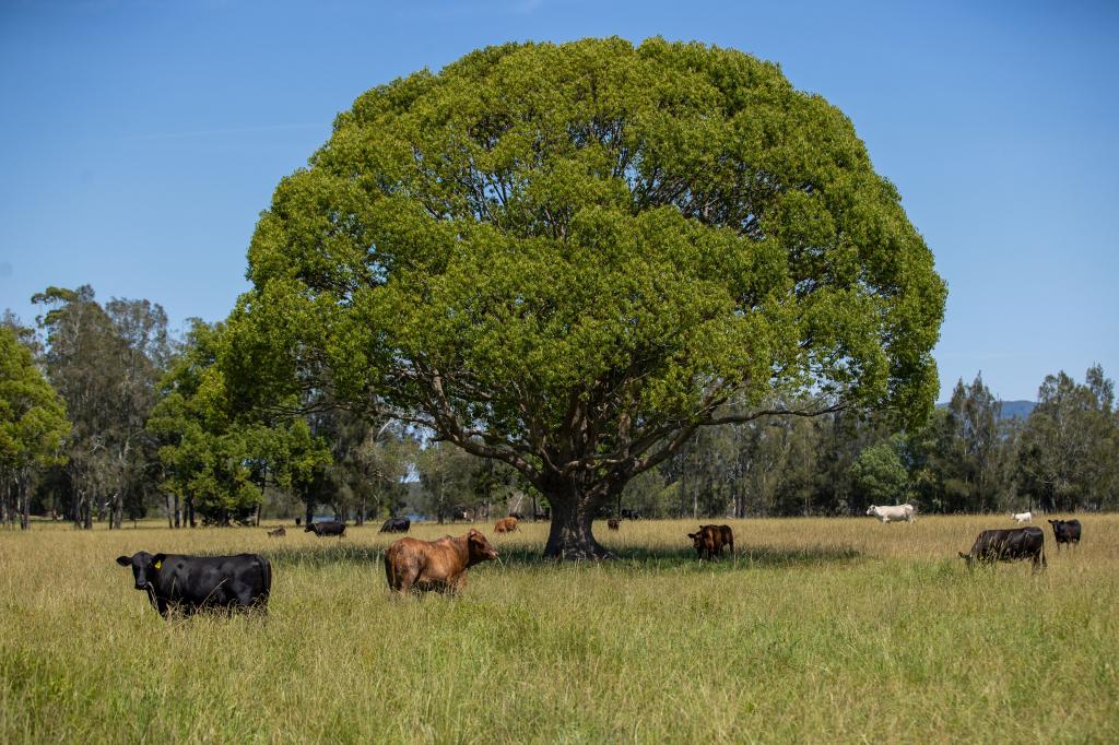 79, 81 & 249 Elliots Rd, Nabiac, NSW 2312