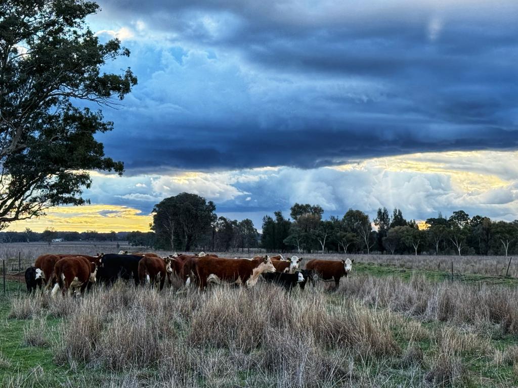 "Wendouree" 2643 Back Trundle Rd, Parkes, NSW 2870