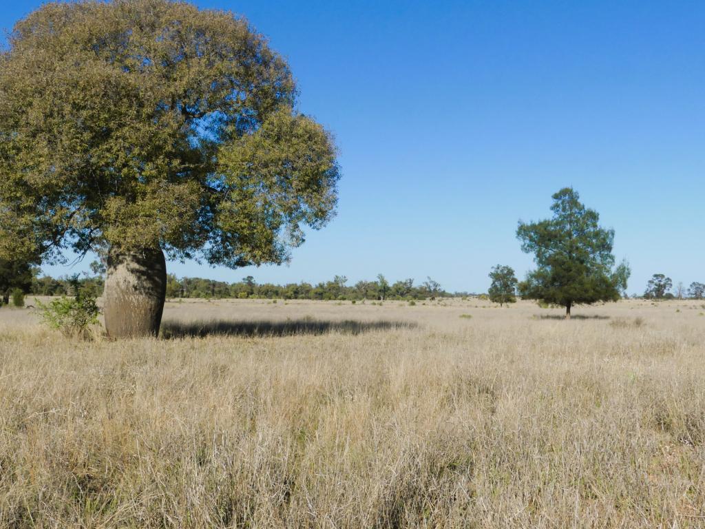 'BALBOA' 2363 ROMA - SOUTHERN RD, ROMA, QLD 4455