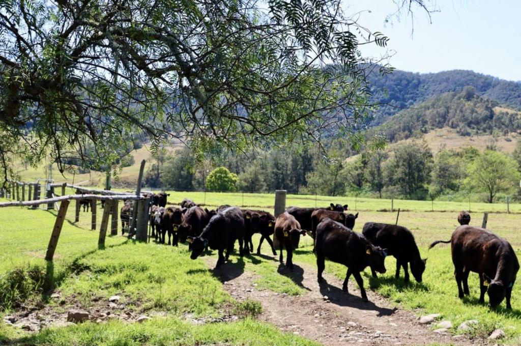 689 Manchester Road, Via Gloucester, Bindera, NSW 2422