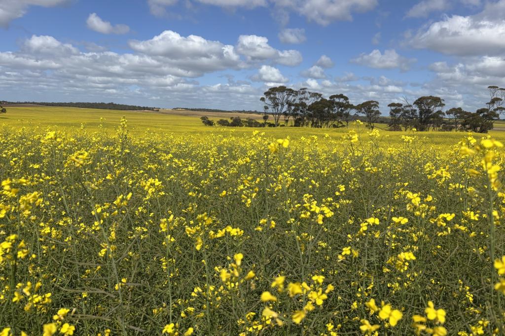 1105 Coorow-Greenhead Rd, Coorow, WA 6515