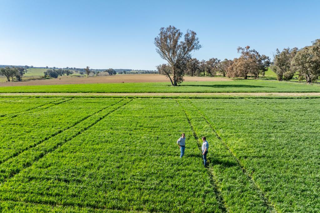  BUMBALDRY ROAD, GREENETHORPE, NSW 2809