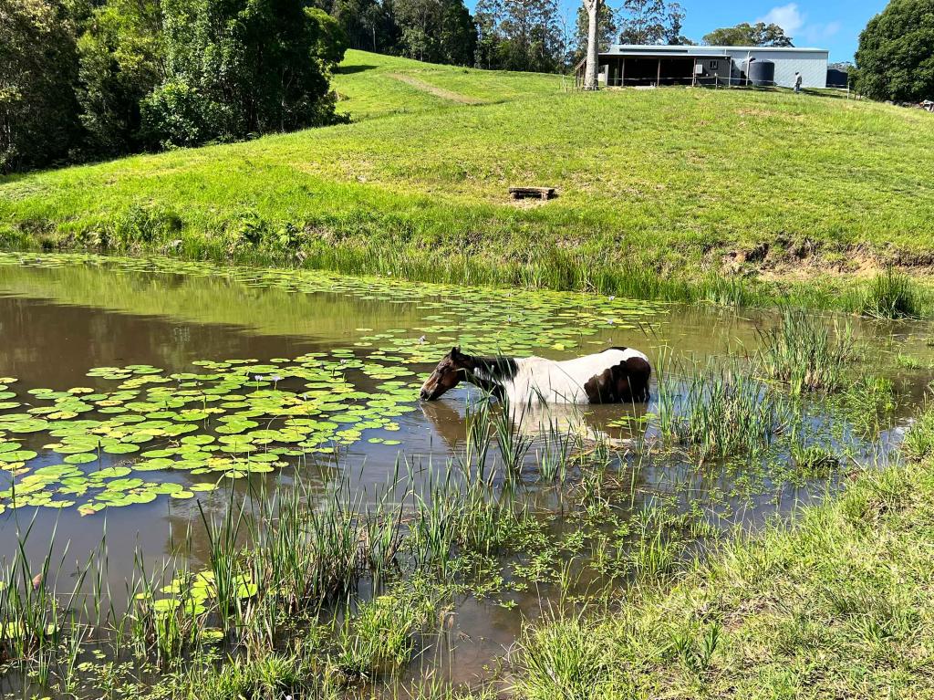 Lot 12 Cookes Rd, Conondale, QLD 4552