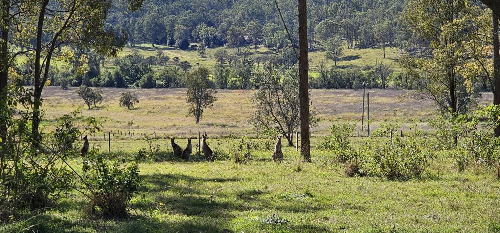 981 Old Dyraaba Rd, Lower Dyraaba, NSW 2470