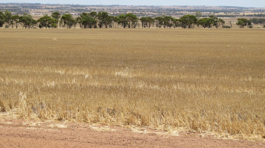 Glen Waddi, Waddy Forest, Coorow, WA 6515